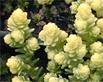 Sedum acre elegant
