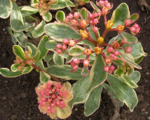 Kamtšatka kukehari 'Variegatum'