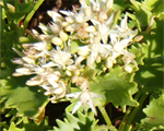 Sedum populifolium