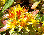 Sedum spurium orange