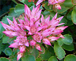 Sedum spurium roseum