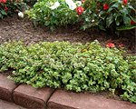 Sedum stoloniferum