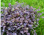 Acena inermis purpurea