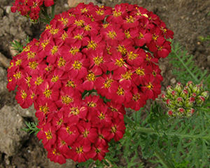 Pelašķis 'Desert Eve Red'