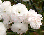 Achillea ptarmica thepearl