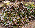 Ajuga atropurpurea reptans