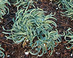 Allium senescens blueeddy