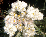 Anaphalis margaritacea