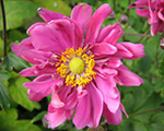 Anemone bressinghamglow