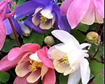Aquilegia flabellata cameomix