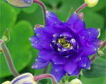Aquilegia clementineblue