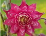 Aquilegia clementinered