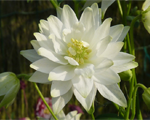 Aquilegia clementinewhite
