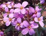 Arabis caucasica rozaa