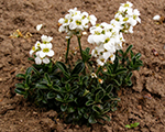 Arabis suendermannii