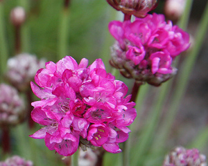 Armērija jūrmalas 'Armada Deep Rose'