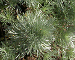 Artemisia schmidtiana nanaattraction