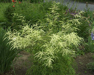 Kazbārdis divmāju 'Kneiffii'