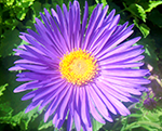 Aster alpinus beautyblue