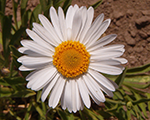 Aster alpinus beautywhite