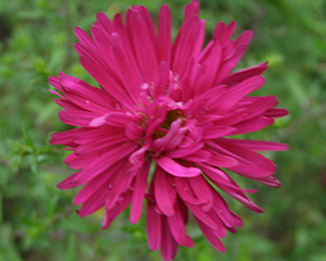Ziemastere Jaunbeļģijas 'Crimson Brocade'