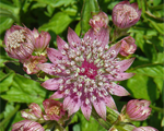 Astrantia lars