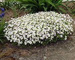 Aubrieta alba