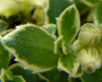 Aubrieta silberrand