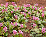 Bergenia cordifolia