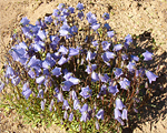 Campanula cochlearifolia zi