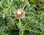 Carlina acaulis simplex