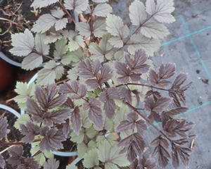 Sudrabsvece 'Atropurpurea'