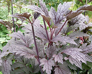 Sudrabsvece 'Brunette'