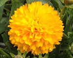 Coreopsis solannacompact