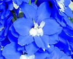 Delphinium jupiterf1blue
