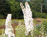 Delphinium purewhite