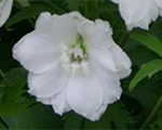 Delphinium jupiterf1white
