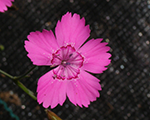 Dianthus deltoides rosa