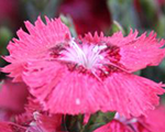 Dianthus plumarius dixiedeeprose