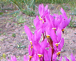 Dodecatheon meadia animo