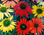 Echinacea cheyennespirit