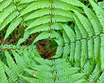 Dryopteris filix mas  mexica