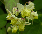 Epimedium sulphureum versicolor