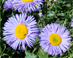 Erigon speciosus g zils