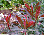 Euphorbia purpurea amy