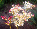 Filipendula vulgaris