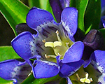 Gentiana cruciata