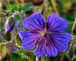 Geranium ibericum