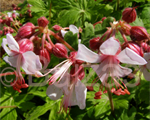 Geranium macrorrhizum