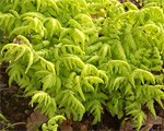Gymnocarpium dryopteris